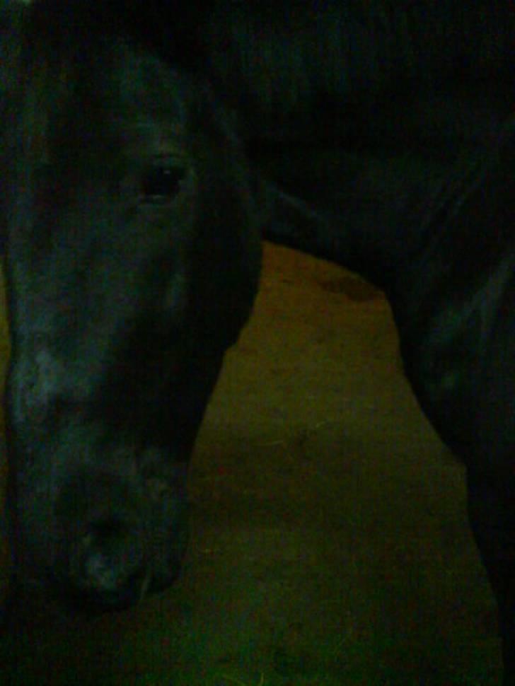 Anden særlig race Laventus ( aflivet )  :'( billede 2