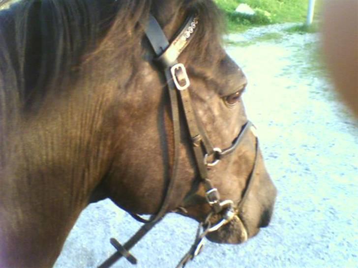 Anden særlig race Laventus ( aflivet )  :'( billede 3