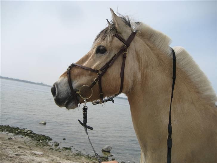 Fjordhest Viktor  - Viktor ser en kano (: billede 8
