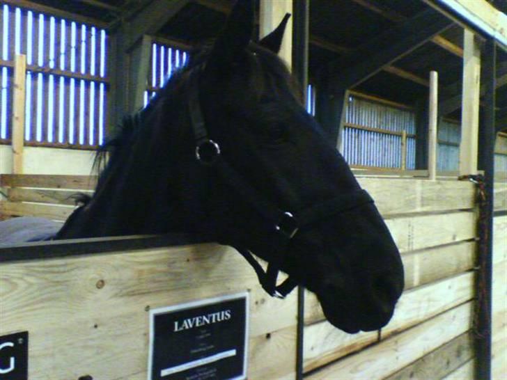 Anden særlig race Laventus ( aflivet )  :'( billede 4