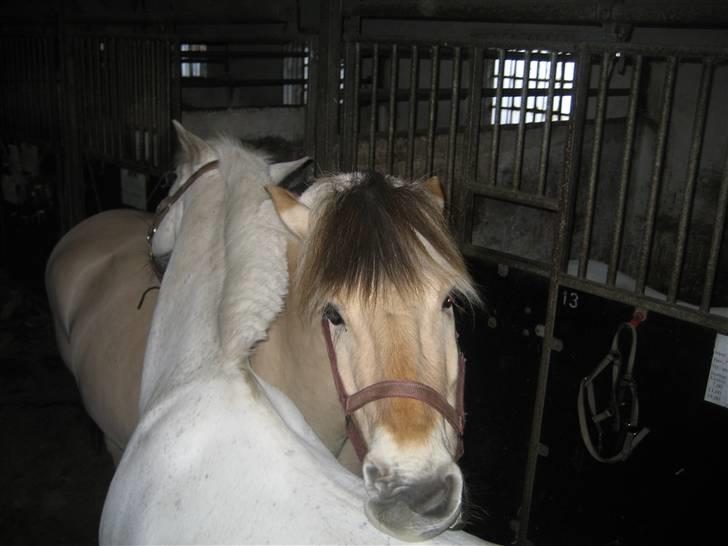 Fjordhest Viktor  - Viktor og lucky, perlevennerne! <3 billede 9