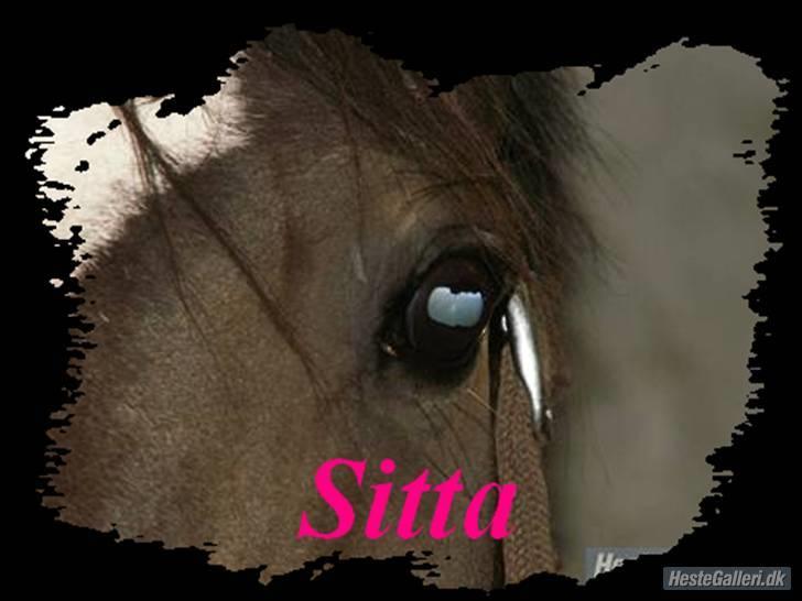 Dansk Varmblod Sitta Girl billede 17