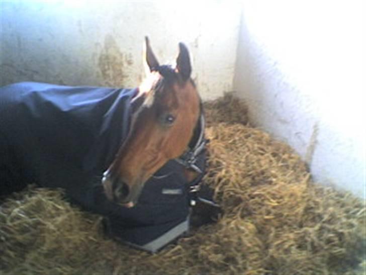 Anden særlig race Rebel R (Aflivet)  billede 9