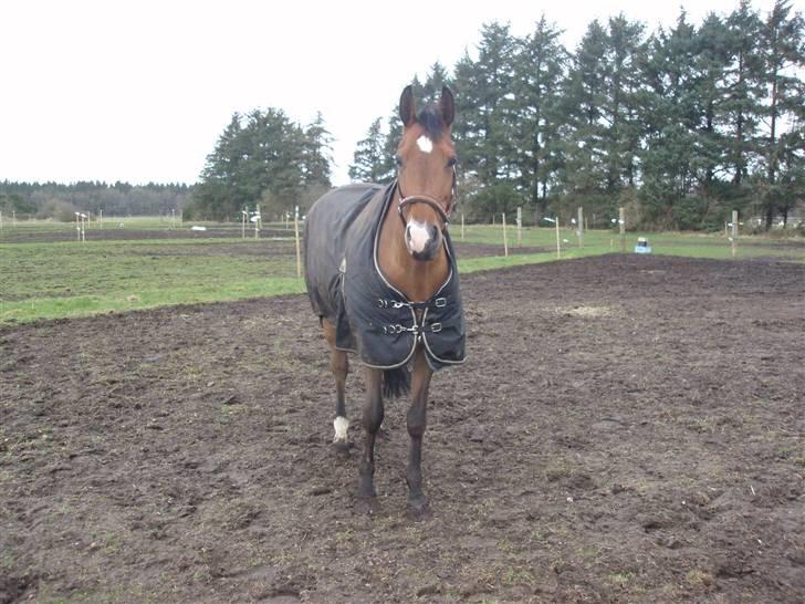 Anden særlig race Rebel R (Aflivet)  billede 10