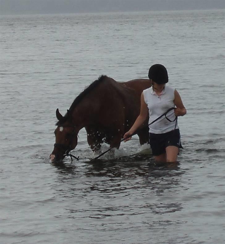 Anden særlig race Rebel R (Aflivet)  billede 11