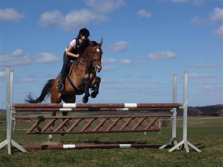 Anden særlig race Rebel R (Aflivet)  billede 12