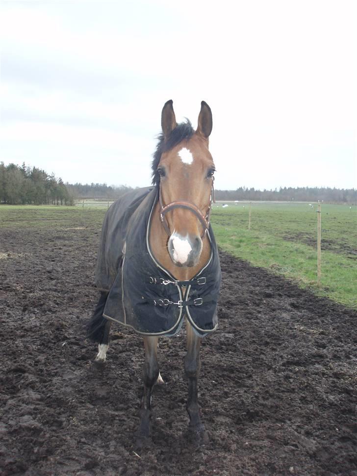 Anden særlig race Rebel R (Aflivet)  billede 13