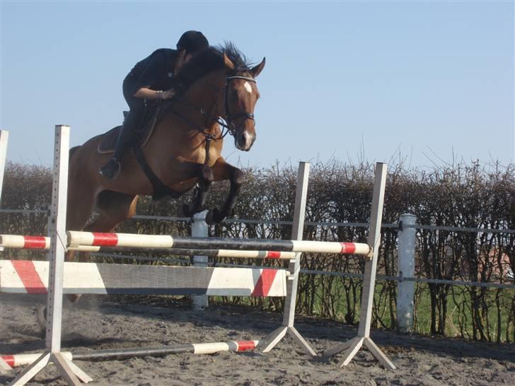 Anden særlig race Rebel R (Aflivet)  billede 14