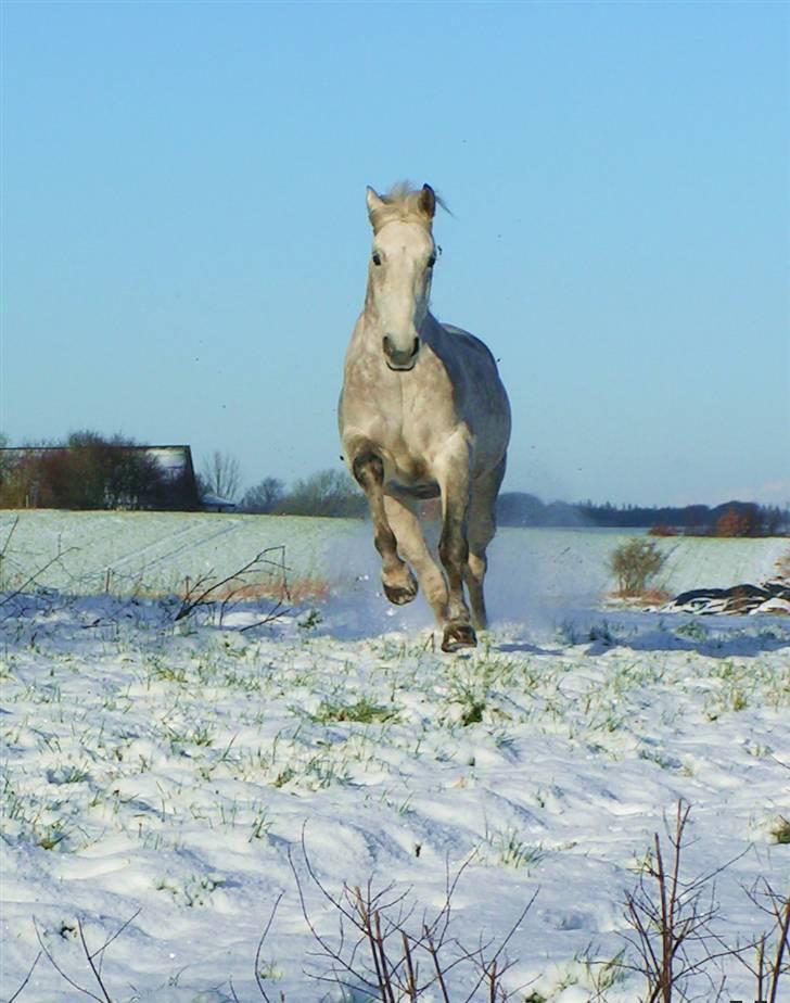 Anden særlig race Damgårds Raptus - Januar 07. Copyright Betina Stougaard. billede 6