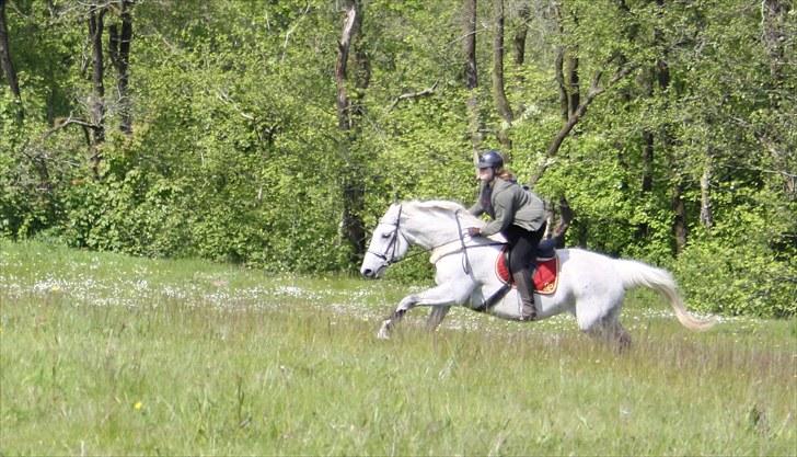 Anden særlig race Damgårds Raptus - maj 2010 billede 9
