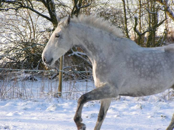 Anden særlig race Damgårds Raptus - januar 07. Copyright Betina Stougaard. billede 10