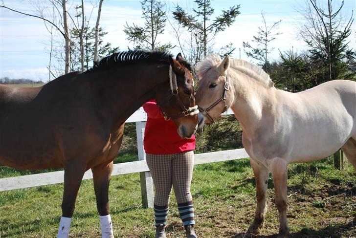 Dansk Varmblod Birkely's Orion *DØD* billede 15