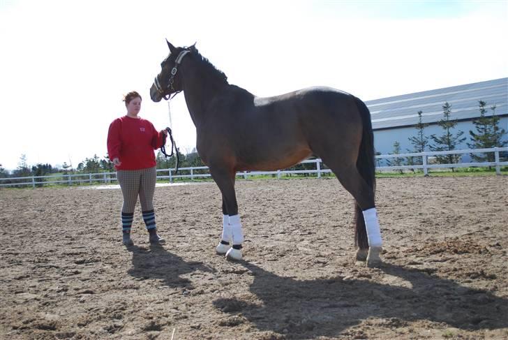 Dansk Varmblod Birkely's Orion *DØD* billede 16