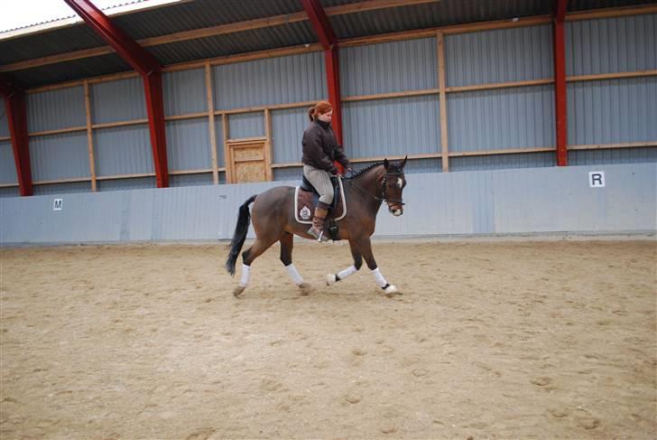 Dansk Varmblod Birkely's Orion *DØD* billede 17