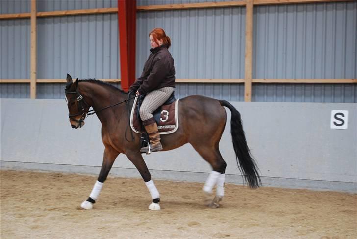 Dansk Varmblod Birkely's Orion *DØD* billede 18