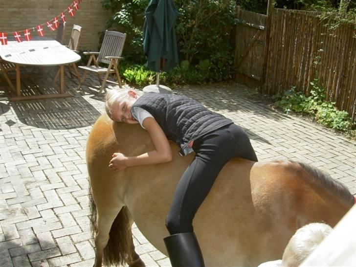 Gotlandsruss Lamhus Alfred - Jeg fik min pony hjemme i haven til min 9-års føsda :-D billede 2