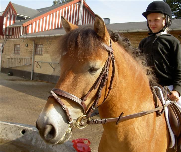 Gotlandsruss Lamhus Alfred - Min dejlige pony i solen. billede 6