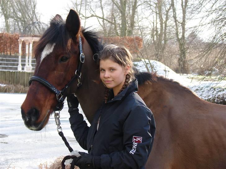 Irsk Sportspony Mr. Mars billede 4