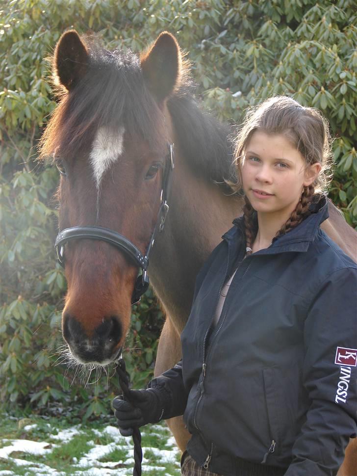 Irsk Sportspony Mr. Mars billede 5