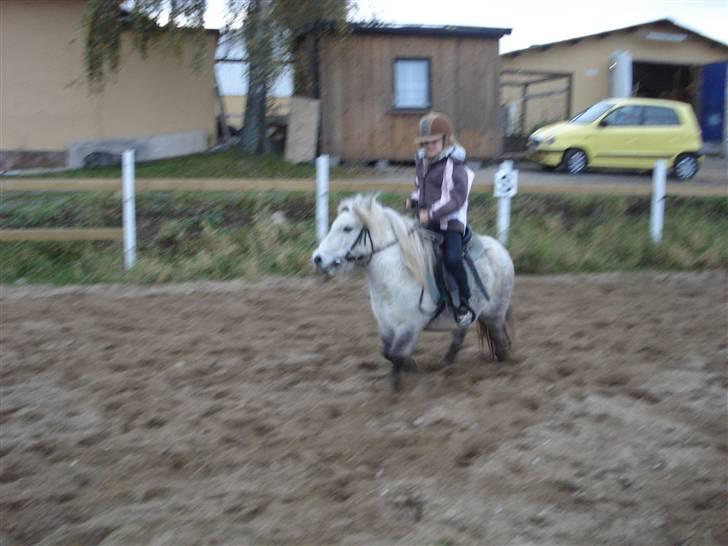 Shetlænder Holger billede 11