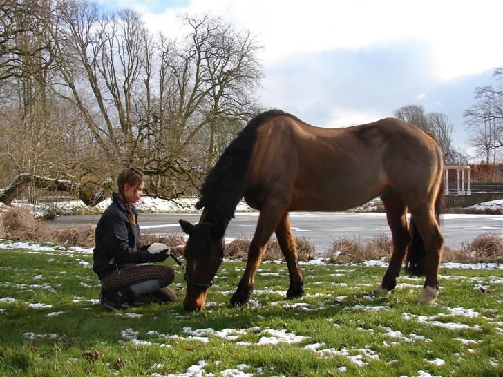 Irsk Sportspony Mr. Mars billede 6