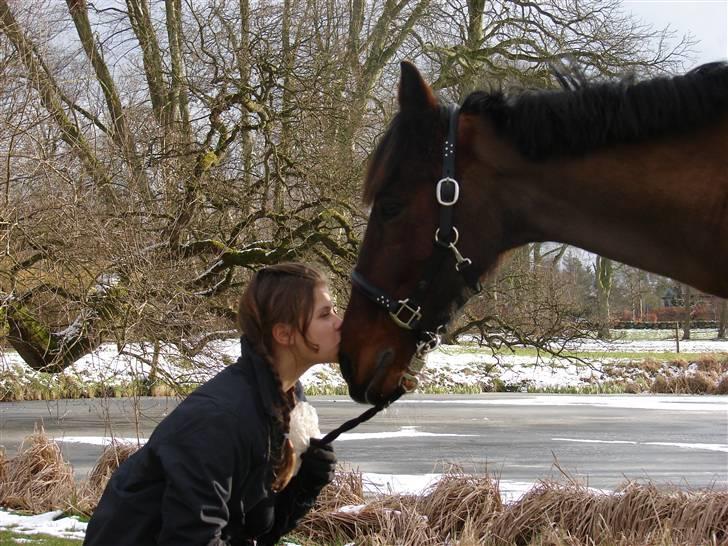 Irsk Sportspony Mr. Mars billede 7