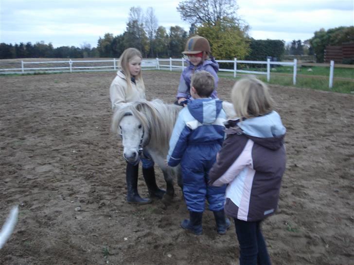 Shetlænder Holger - nu skal vi nok stoppe for idag... billede 12