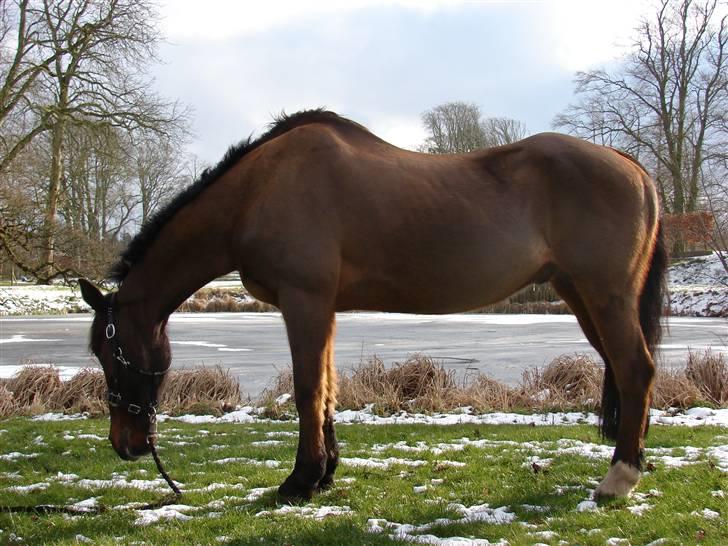 Irsk Sportspony Mr. Mars billede 8