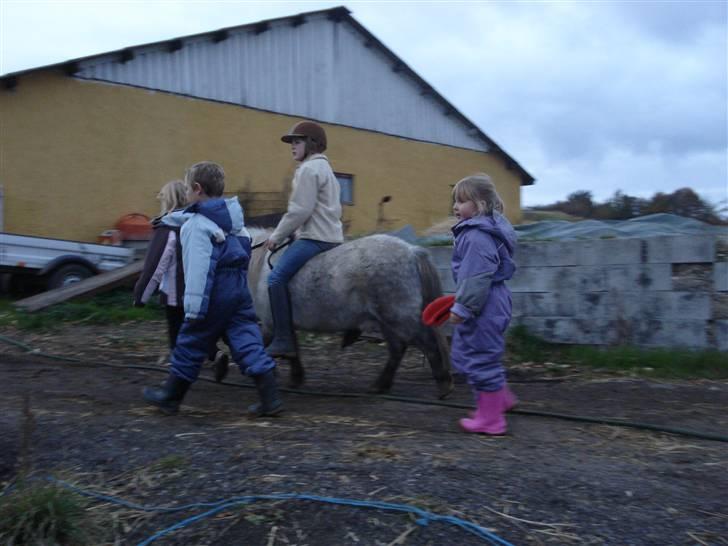 Shetlænder Holger - og hjem til stalden det går... holger har haft en god dag. billede 13