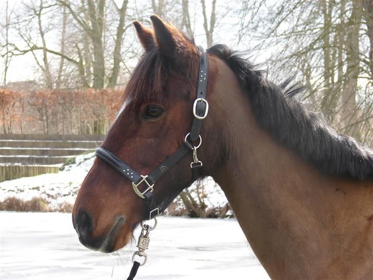 Irsk Sportspony Mr. Mars billede 9