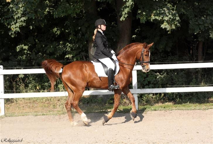 Anden særlig race 33> Scherzo <33 Solgt :´( billede 16