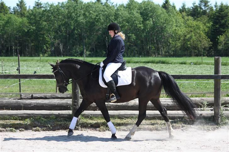 Anden særlig race Lucky Boy - Mig og Lucky til pinsestævne i maj 09..  Foto af: Marlene Ø billede 15