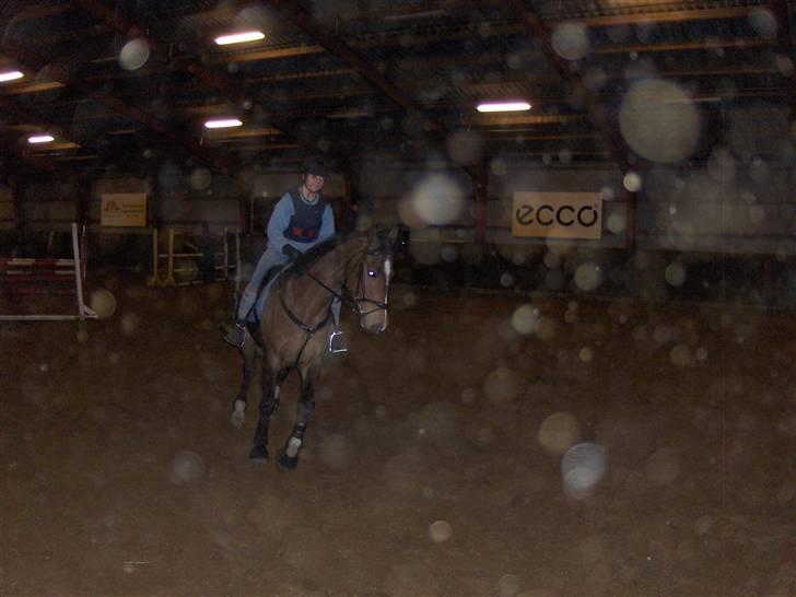 Dansk Varmblod † Lopez<3 R.I.P † - 4. du lærte mig så meget. det skulle have været dig og mig foraltid? :´(  billede 4