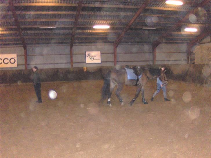 Dansk Varmblod † Lopez<3 R.I.P † - 7. det endte alt for hurtigt :´( billede 7