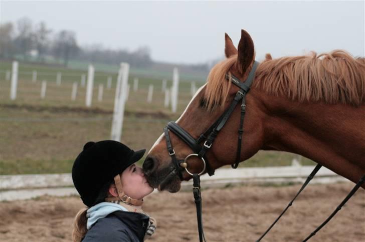 Arabisk fuldblod (OX) Indiana Jones OX †R.I.P† - 1# Kys d. 29/3 2009.. Foto : Mathilde Hau billede 1