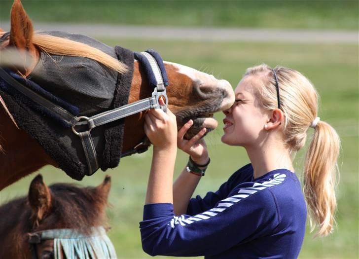 Arabisk fuldblod (OX) Indiana Jones OX †R.I.P† - 2# Kys i: Foto: Linda Gullach (Mor) billede 2