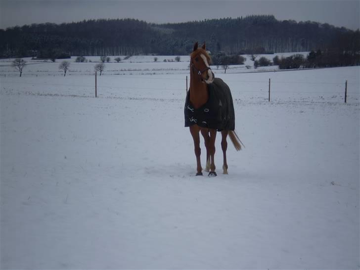 Arabisk fuldblod (OX) Indiana Jones OX †R.I.P† - 6# Indi miiin ´<3 billede 6