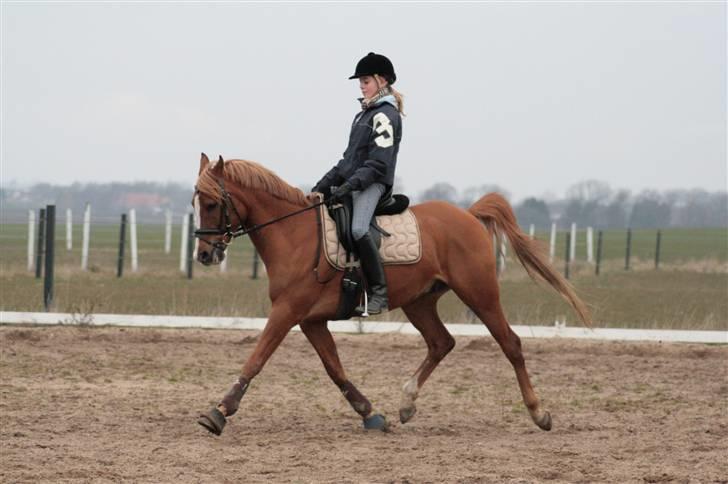 Arabisk fuldblod (OX) Indiana Jones OX †R.I.P† - 8# Ridning på Indi d. 29/3 2009.. Foto : Mathilde Hau billede 8