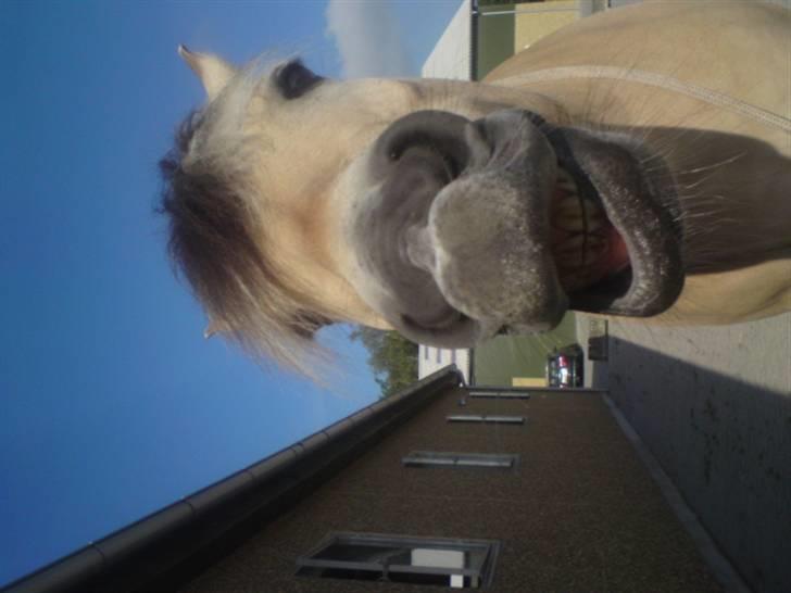 Fjordhest Laban *Min Bamse* <3 - Griner på komando ö) billede 7