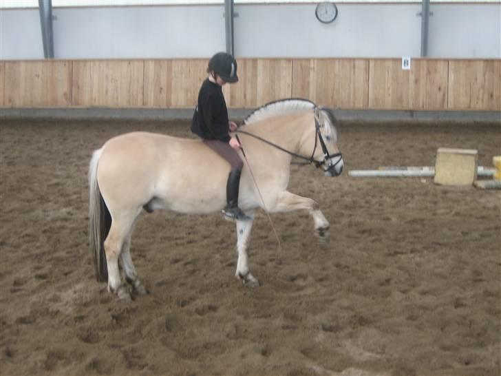 Fjordhest Laban *Min Bamse* <3 - Hygge<3  billede 8