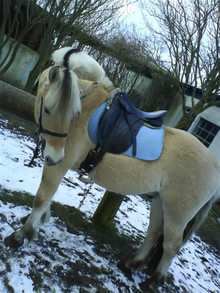 Fjordhest Casus - solgt :'( - så er vi klar til at ride :) billede 12