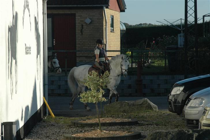 Anden særlig race kondi billede 6