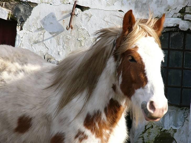 Irish Cob Hera of The Irish Western art Ranch - Taget d.28 feb 2008.. billede 14
