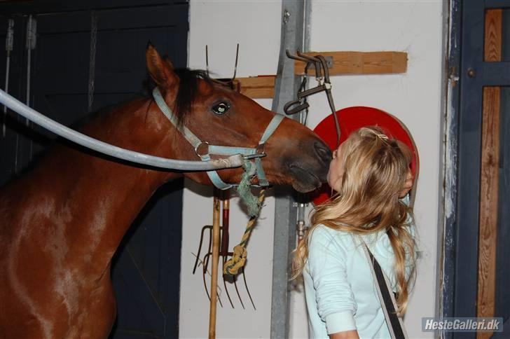 Anden særlig race Ofelia - mm foto billede 2