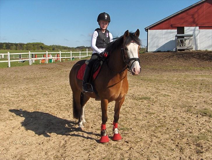Welsh Pony af Cob-type (sec C) Gribsvad Rosa - Klar til træning ved Lars Fedder - med det nye flotte røde udstyr billede 5
