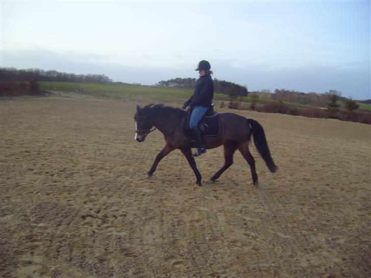 Anden særlig race Cassiopeia billede 9