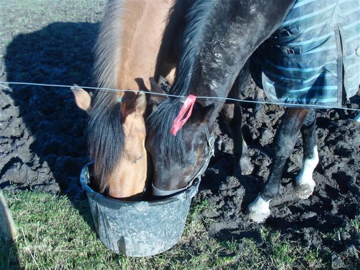 Dansk Varmblod Louis Figo *SOLGT* billede 11