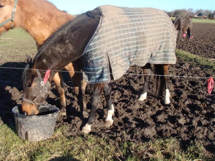 Dansk Varmblod Louis Figo *SOLGT* billede 12