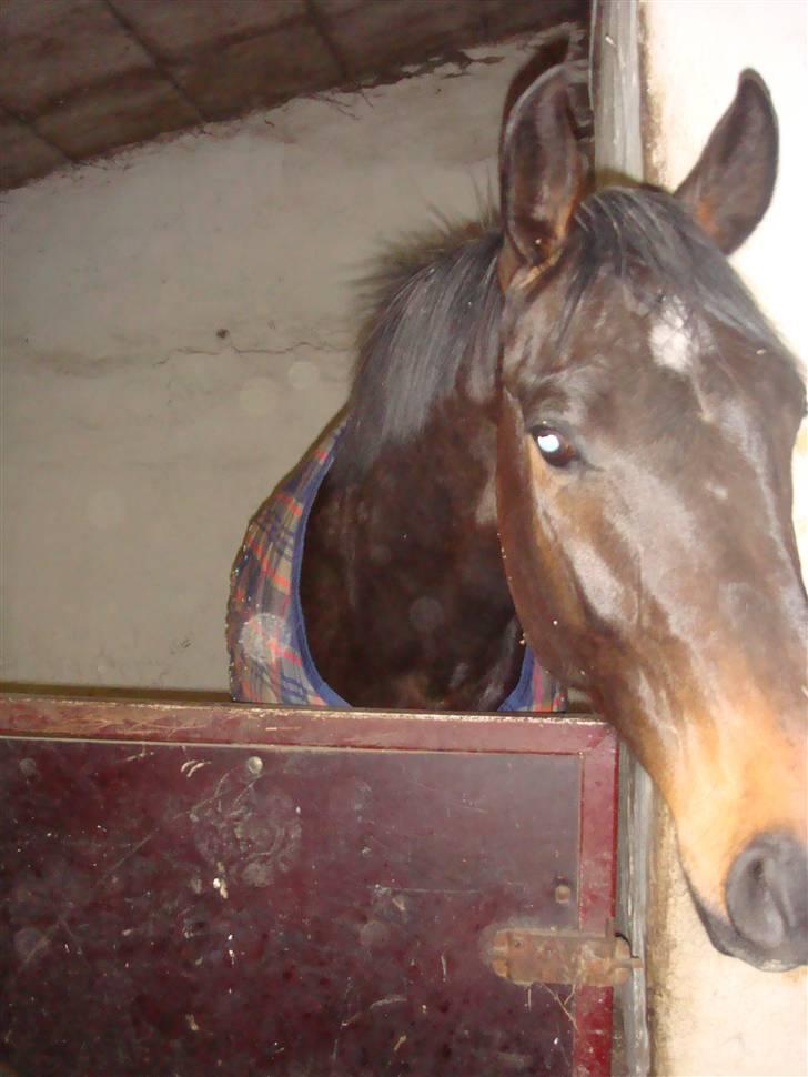 Dansk Varmblod Louis Figo *SOLGT* billede 14