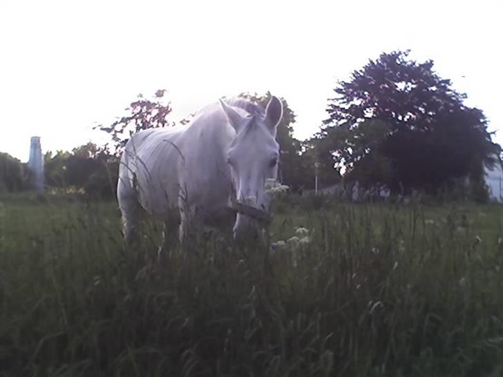 Trakehner Galico R.I.P Himmelhest billede 4